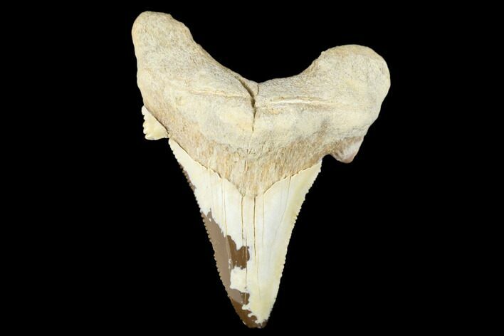 Serrated Fossil Auriculatus Tooth - Tuzbair, Kazakhstan #173788